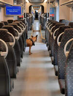 Freier Blick für den Hund in den Führerstand: Nur wenige Fahrgäste im Regionalzug von Marloie nach Libramont.