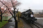 Eine aktive und eine inaktive japanische 8620: Die noch aktive Lok 8630 pafft auf den Gleisen des grossen Eisenbahnmuseums in Kyôto herum; im  real existierenden  Kirschblütenwetter, bei dem
