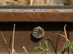 Einen ungewhnlichen Platz an der Aussenseite einer Schiene auf dem Schienensteg hat sich diese Wespe fr den Nestbau ausgesucht.