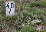 Frühling  am Kilometer 40,7, ein großer Fleck weißer Duftveilchen findet sich.