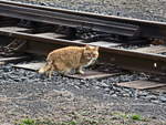 Bei jedem Spaziergang konnte man diese Katze am Bahnwärterhaus am Bahnhof Franzensbad treffen, hier am 20.